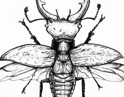 404x316 Beetle Sketch On Behance - Beetle Sketch