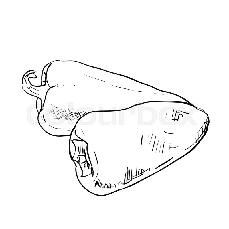 800x800 Hand Drawn Sketch Of Bell Pepper. Vintage Engraved Illustration - Bell Sketch
