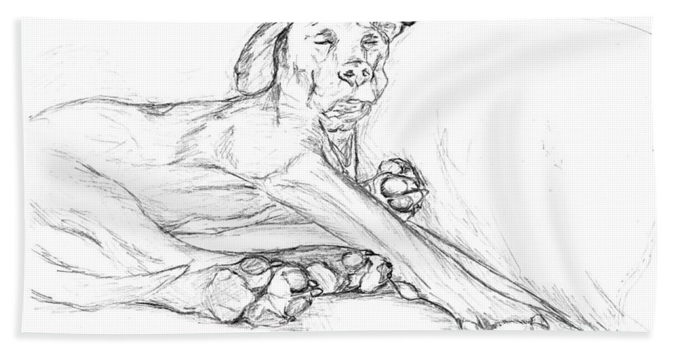 967x500 Great Dane Dog Sketch Bella Beach Towel For Sale By Stacey May - Bella Sketch