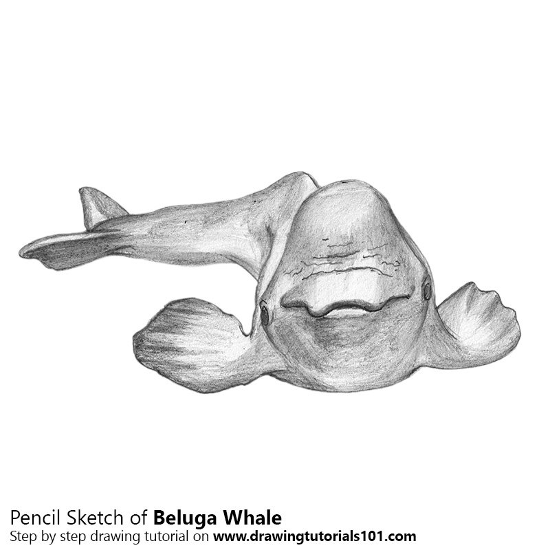 800x800 Beluga Whale Pencil Drawing - Beluga Whale Sketch