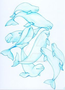 256x350 Beluga Whale Study By Ursulaapplebaby Art Life - Beluga Whale Sketch