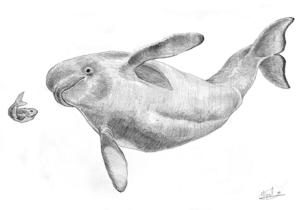 1024x724 Beluga Whale By Berilia - Beluga Whale Sketch