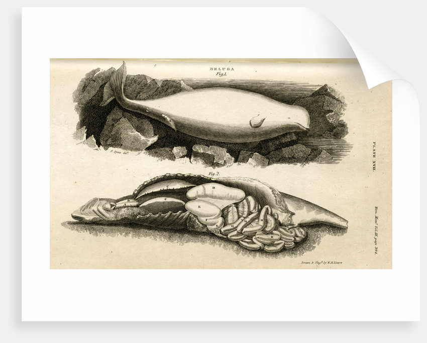 850x682 Beluga Whale Posters Amp Prints By William Home Lizars - Beluga Whale Sketch