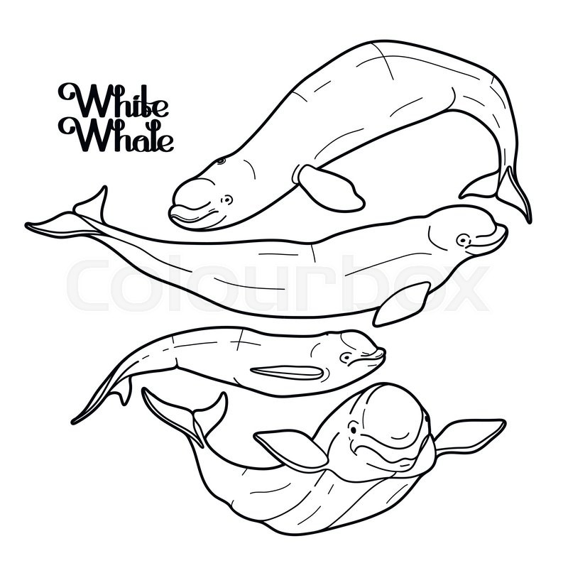 800x800 Graphic Beluga Whale Collection. White Whale. Sea Creature - Beluga Whale Sketch