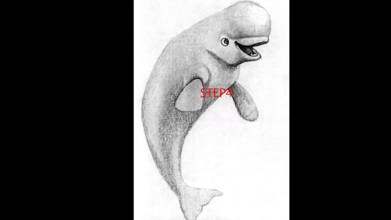 1280x720 How To Draw A Beluga Whale - Beluga Whale Sketch