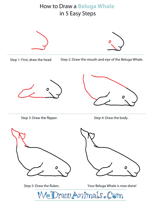 600x817 How To Draw A Beluga Whale - Beluga Whale Sketch