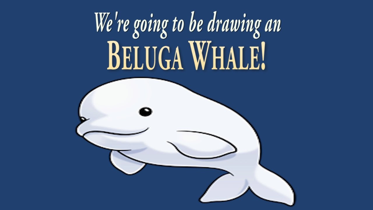 1280x720 How To Draw A Cute Little Beluga Whale Easy Drawing Artninja - Beluga Whale Sketch