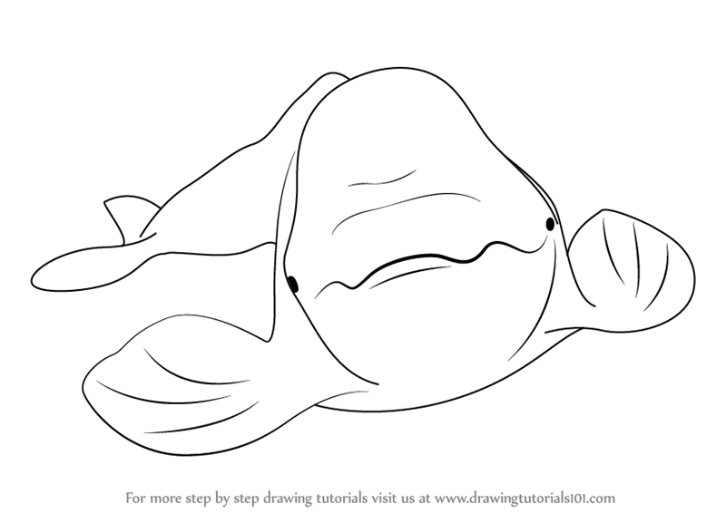 800x566 Learn How To Draw A Beluga Whale (Sea Water Animals) Step By Step - Beluga Whale Sketch