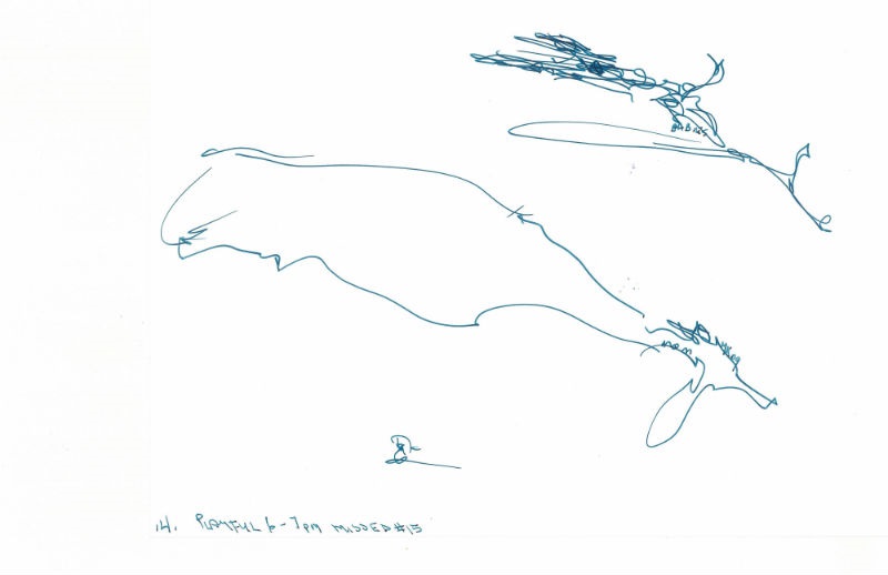 800x518 Montana King Pacific Rim Arts Society - Beluga Whale Sketch