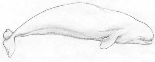 540x216 Species - Beluga Whale Sketch