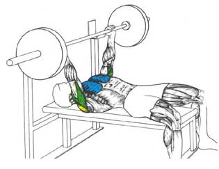 315x243 Bench Press - Bench Press Sketch