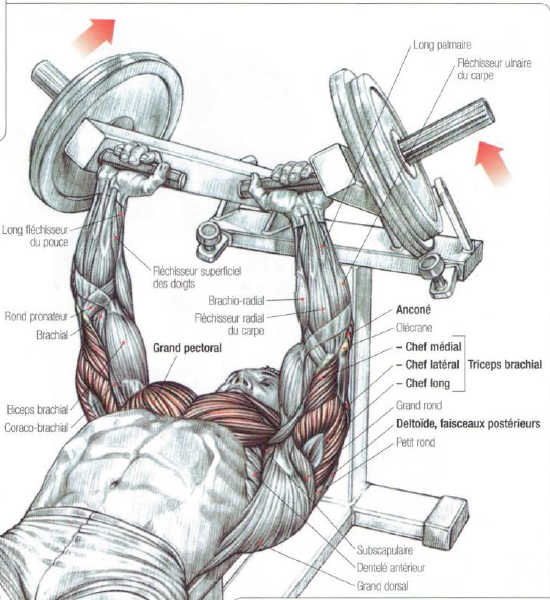 550x600 Leverage Bench Press The Stephane Andre - Bench Press Sketch