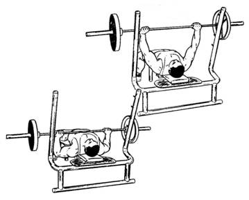 359x289 Roley Blog Barbell Bench Press - Bench Press Sketch