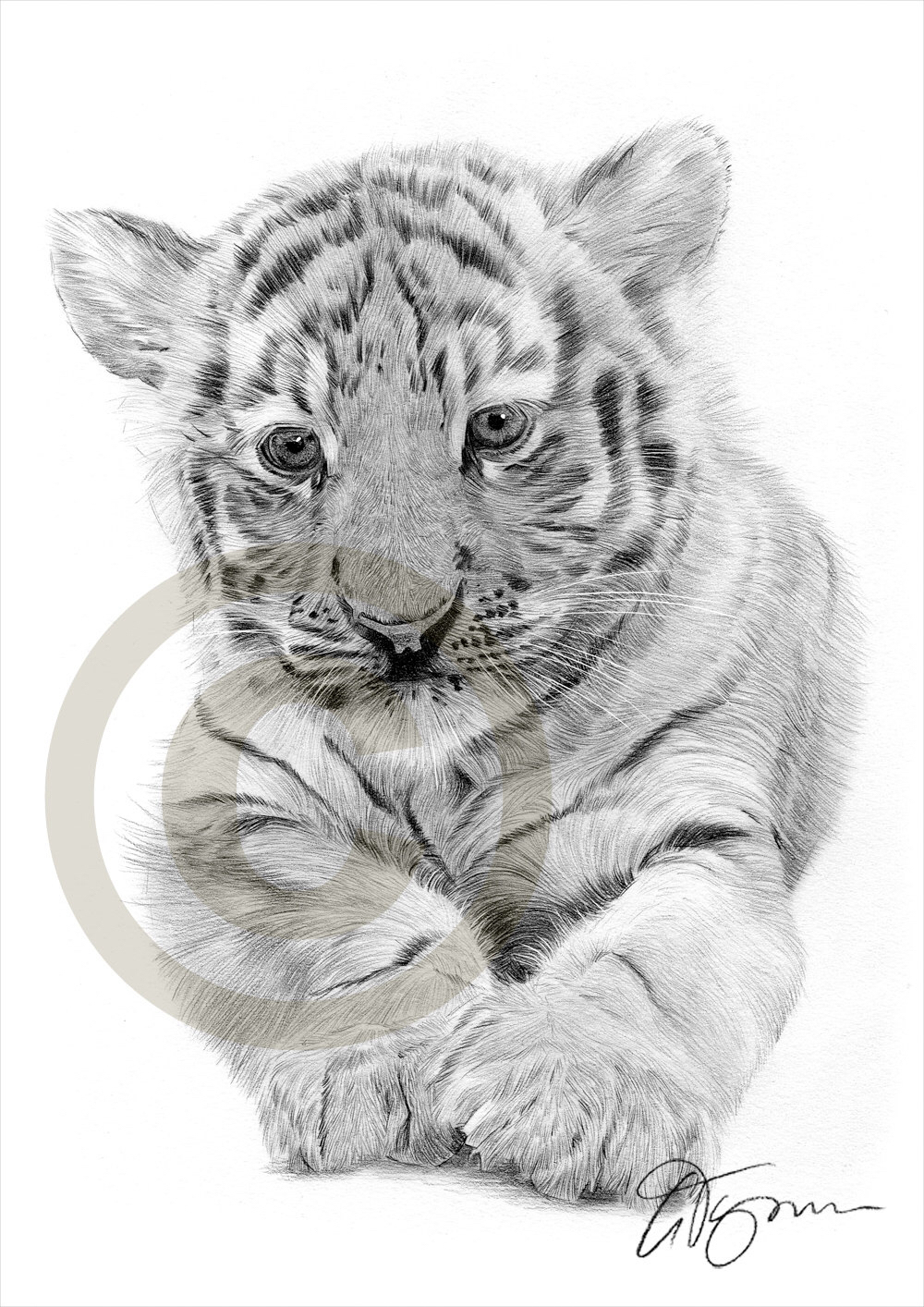 1000x1414 Bengal Tiger Drawings African Bengal Tiger Cub Pencil Drawing - Bengal Tiger Sketch