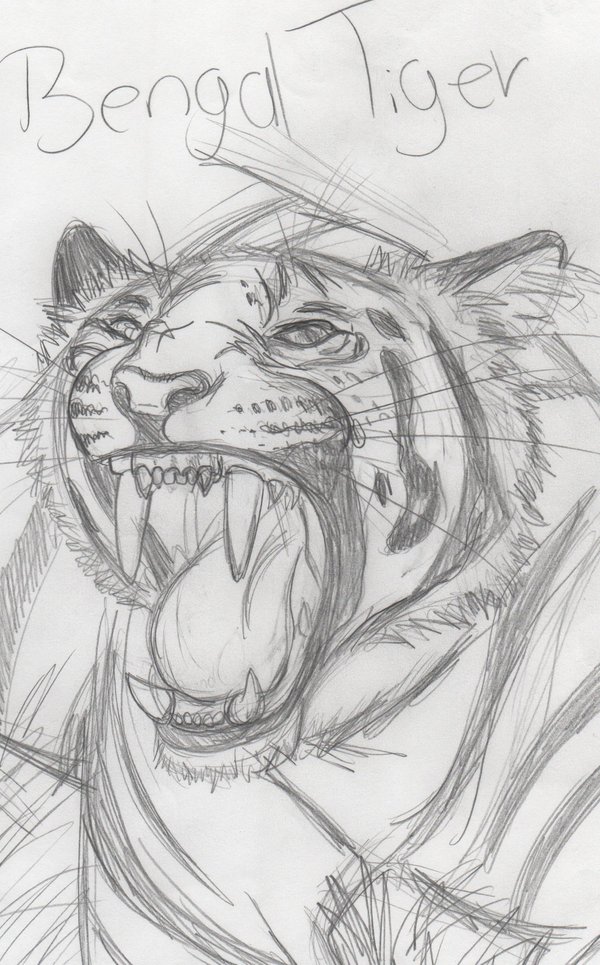 600x965 Bengal Tiger Sketch By Themadwoman Ellie - Bengal Tiger Sketch
