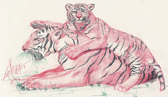 535x308 Bengal Tiger And Cub Sketch Drawn In Red And Black Ink - Bengal Tiger Sketch
