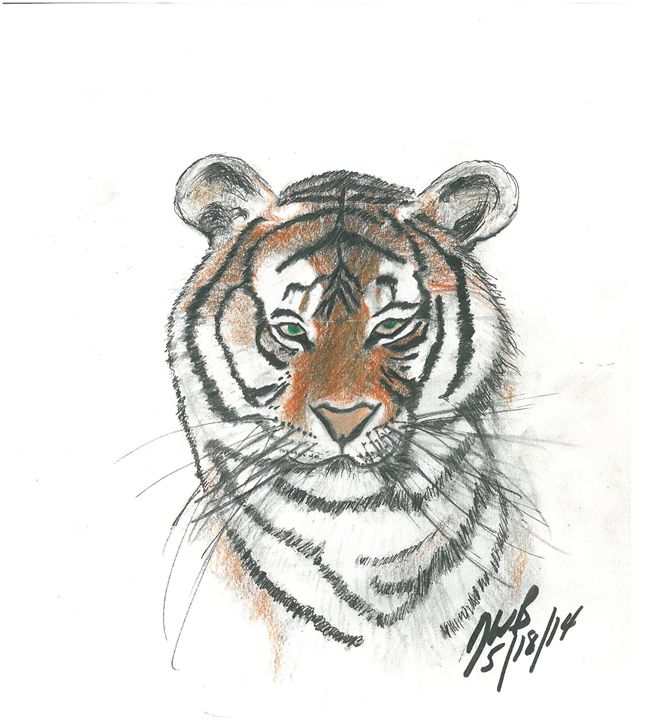 648x720 Majestic Bengal Tiger Sketch - Bengal Tiger Sketch
