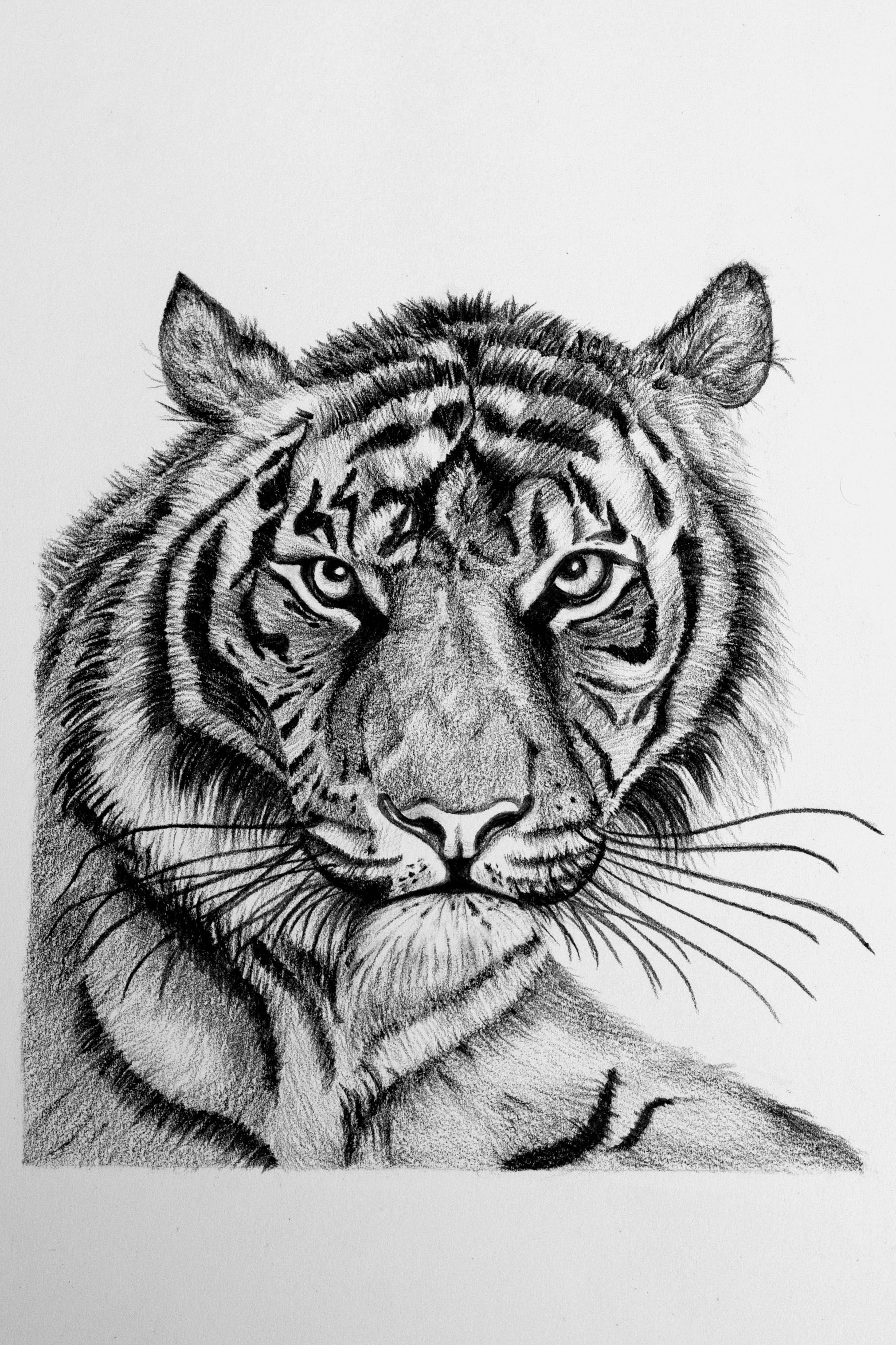 2021x3033 Pencil Sketch - Bengal Tiger Sketch