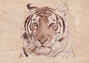 300x212 Pyrography Drawing Of Bengal Tiger - Bengal Tiger Sketch