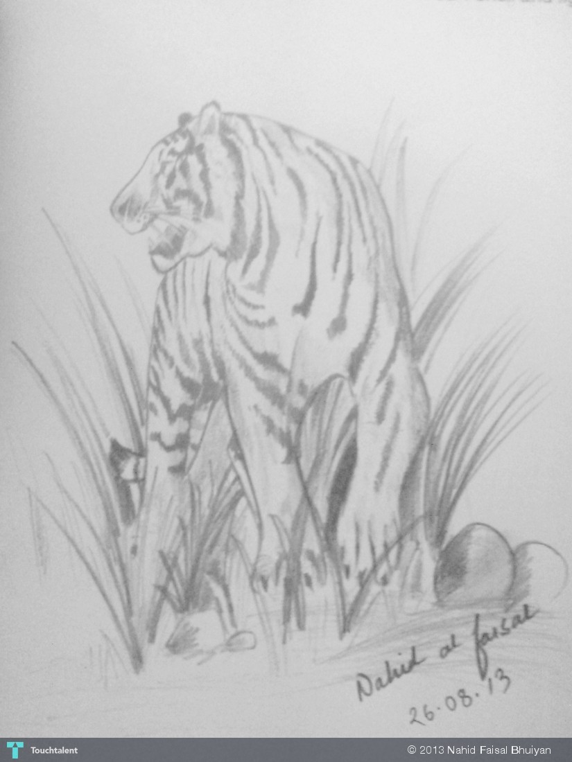 825x1100 Royal Bengal Tiger Touchtalent - Bengal Tiger Sketch