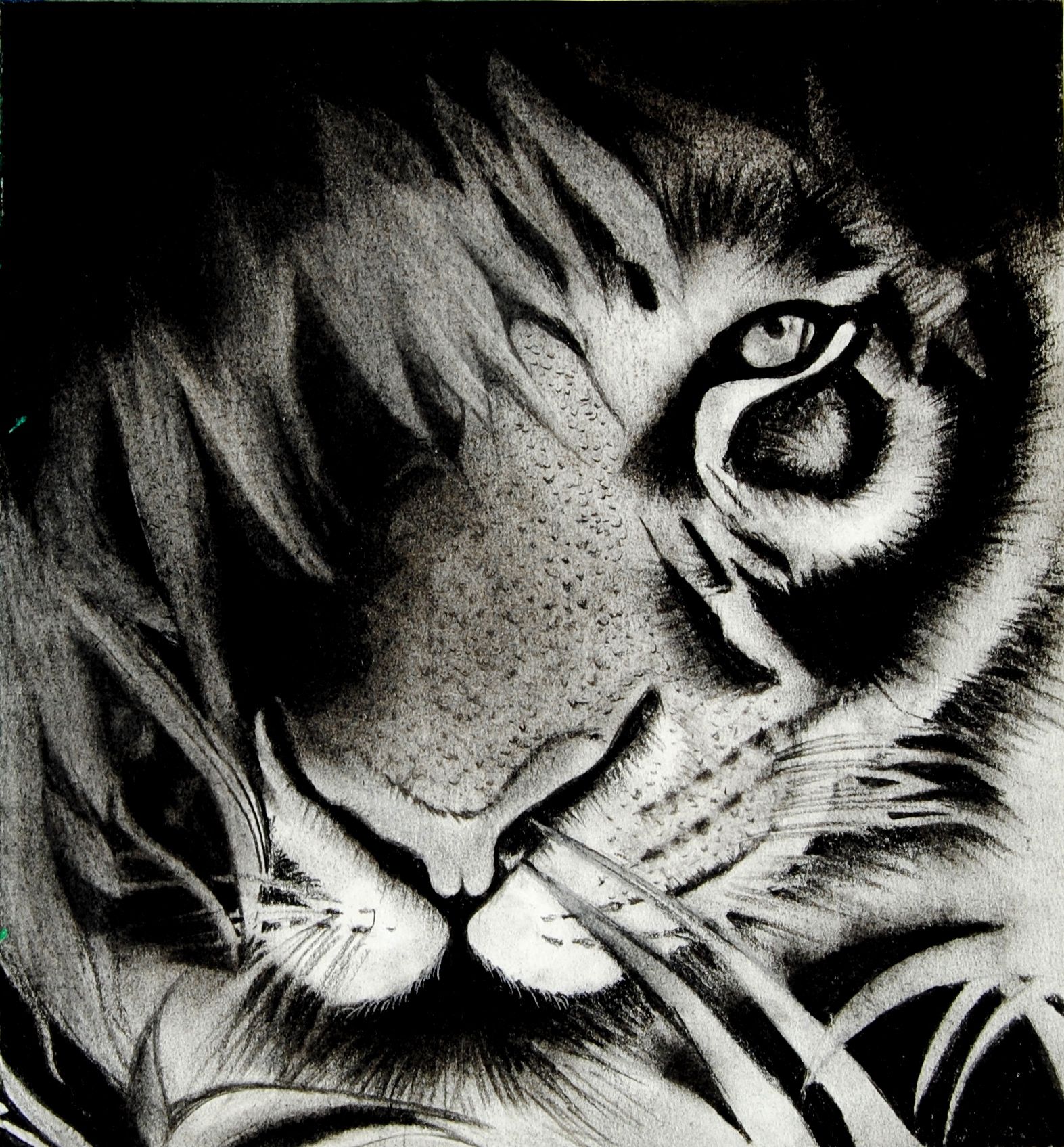 1573x1695 Royal Bengal Tiger Sketch. Charcoal Drawing Of A Bengal Tiger - Bengal Tiger Sketch