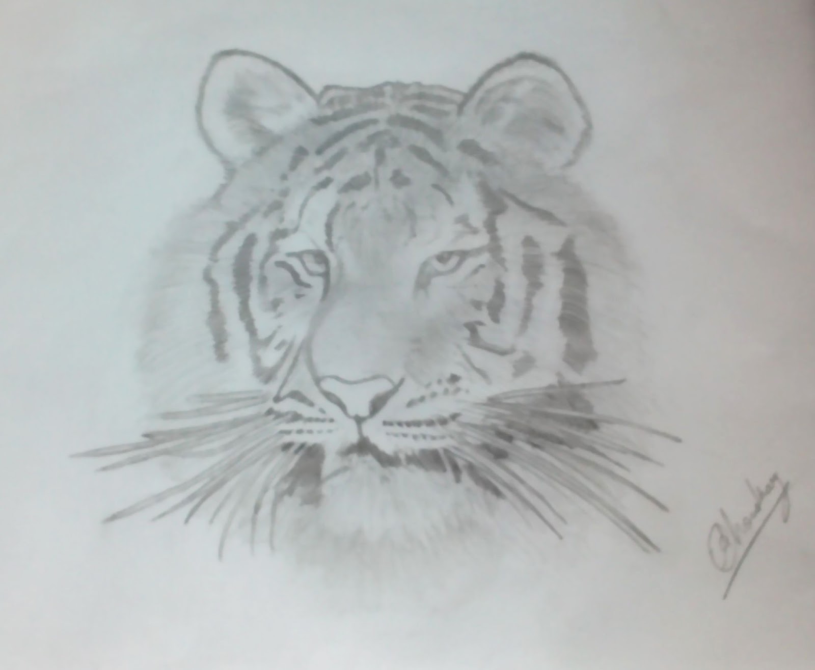 1600x1316 Sketch.ak Bengal Tiger - Bengal Tiger Sketch
