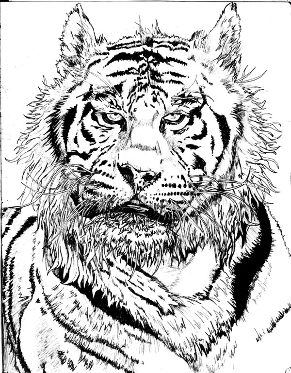 600x769 White Bengal Tiger Sketch By Boot Cheese 3000 - Bengal Tiger Sketch
