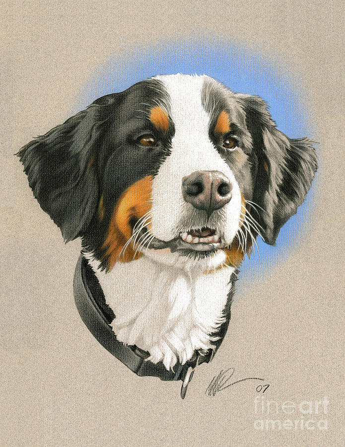 695x900 Bernese Mountain Dog Painting By Marshall Robinson - Bernese Mountain Dog Sketch