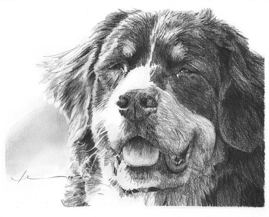 900x725 Bernese Mountain Dog Pencil Portrait Drawing By Mike Theuer - Bernese Mountain Dog Sketch