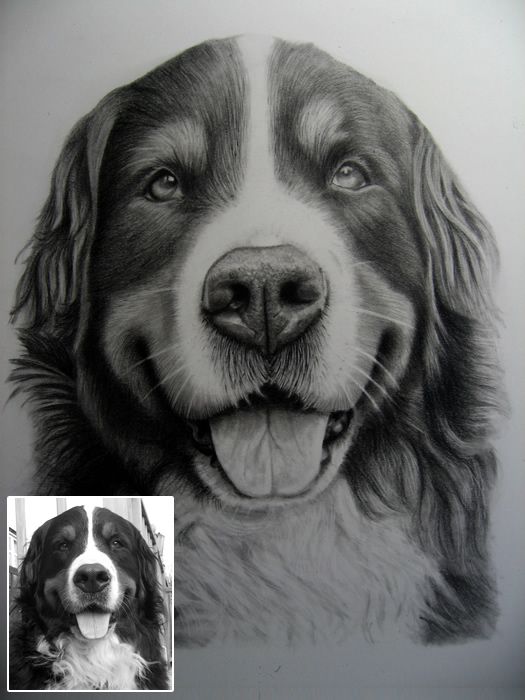 525x700 Bernese Mountain Dog Portrait - Bernese Mountain Dog Sketch