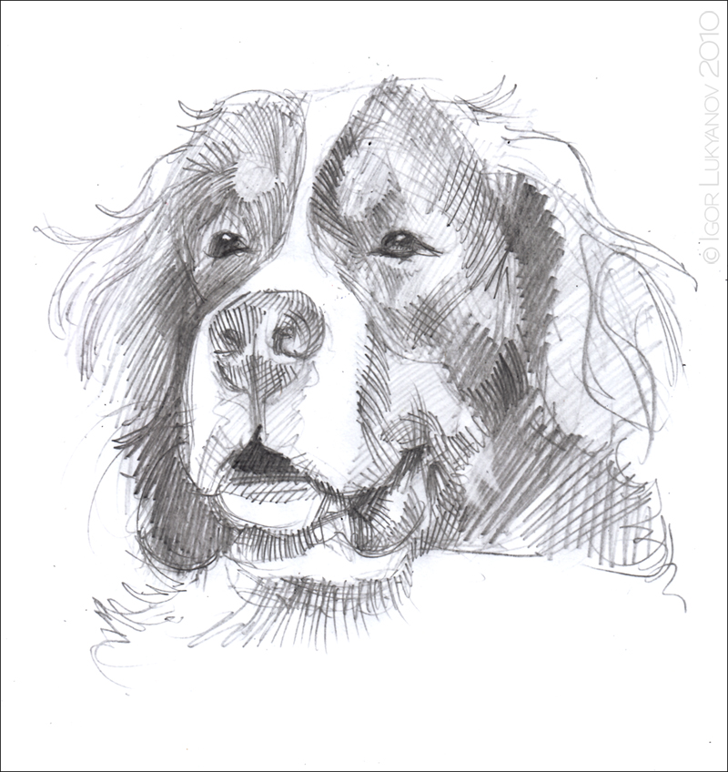 800x848 Bernese Mountain Dog Sketch - Bernese Mountain Dog Sketch