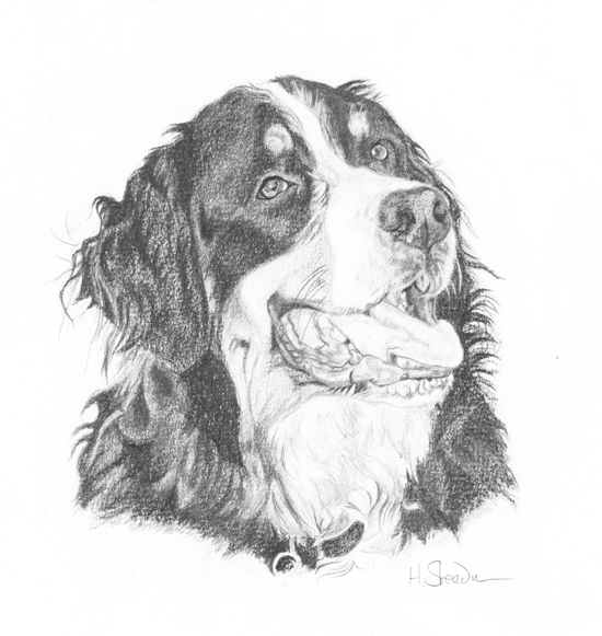 550x581 Bernese Mountain Dog By Utlah - Bernese Mountain Dog Sketch