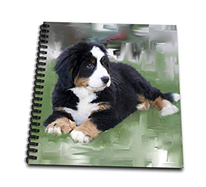 425x386 3drose Db 4038 1 Bernese Mountain Dog Drawing Book, 8 - Bernese Mountain Dog Sketch