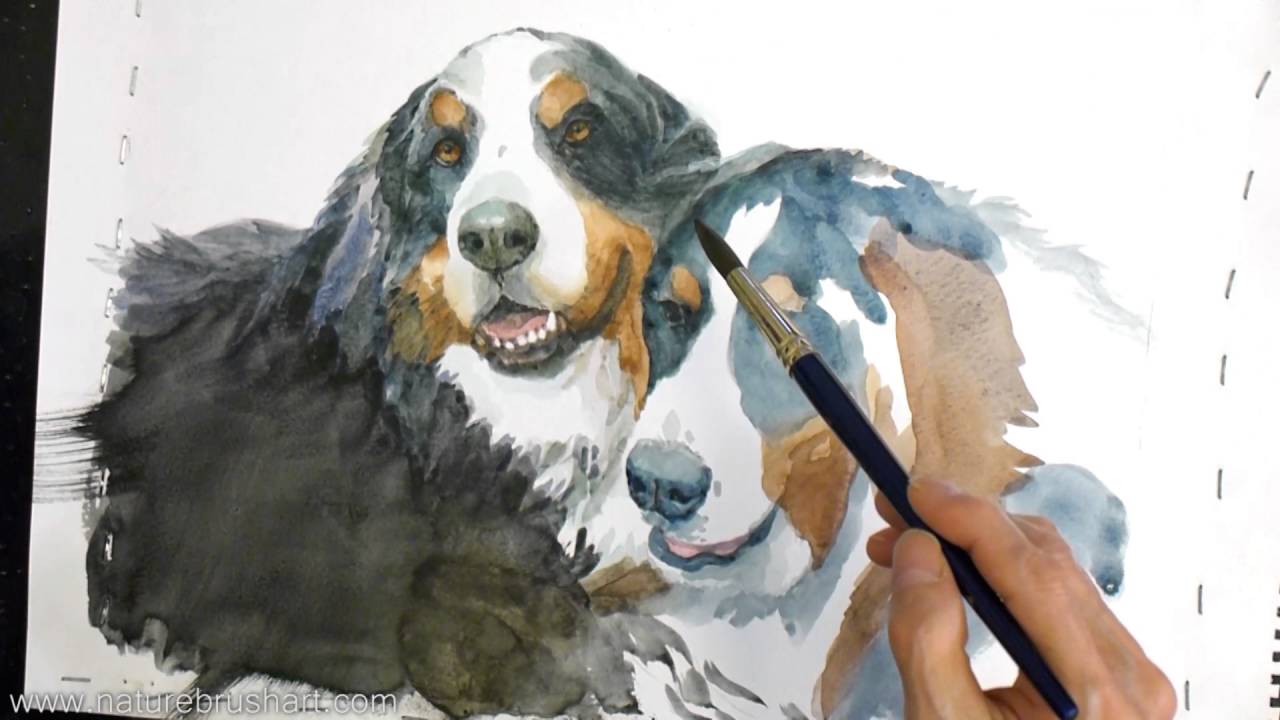 1280x720 Bernese Mountain Dogs - Bernese Mountain Dog Sketch