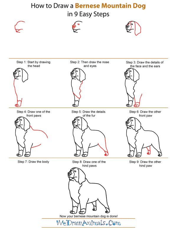 600x776 How To Draw A Bernese Mountain Dog - Bernese Mountain Dog Sketch