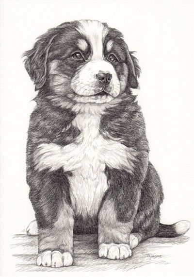 400x570 Illustratie Berner Sennen Pup Bernese Mountain Dog, Tekening Van - Bernese Mountain Dog Sketch
