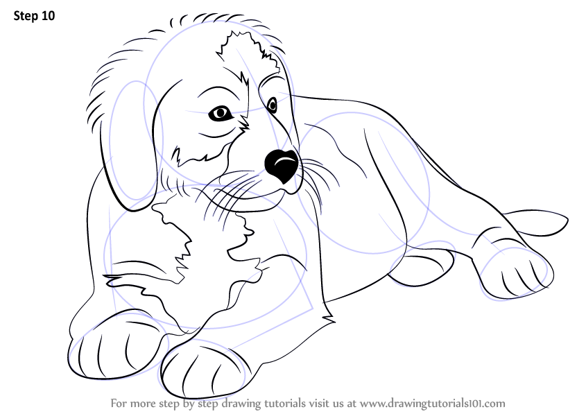 845x597 Learn How To Draw A Bernese Mountain Dog (Other Animals) Step By - Bernese Mountain Dog Sketch
