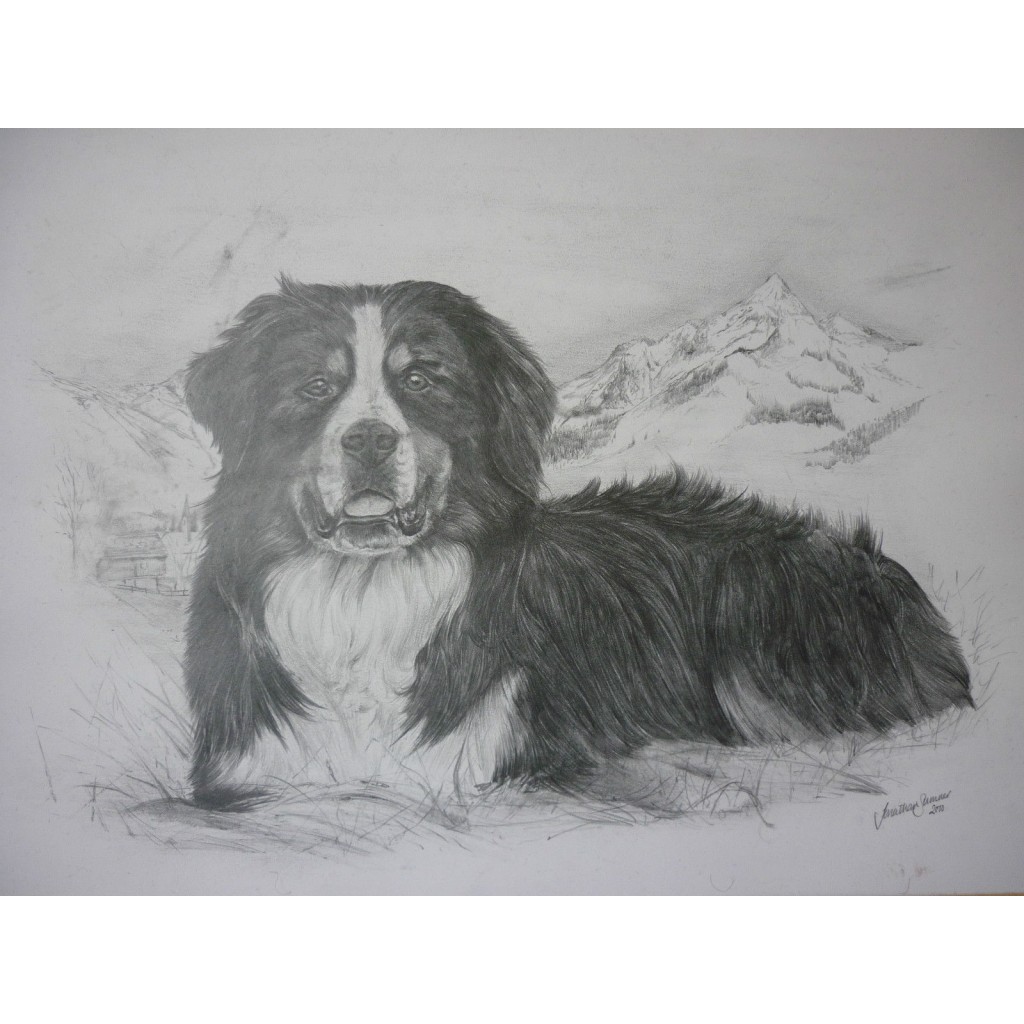 1024x1024 Original Bernese Mountain Dog Pencil Sketch Drawing By Jonathan - Bernese Mountain Dog Sketch