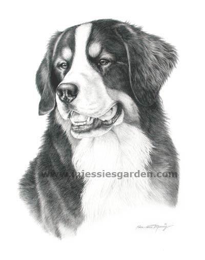400x506 Pet Art - Bernese Mountain Dog Sketch
