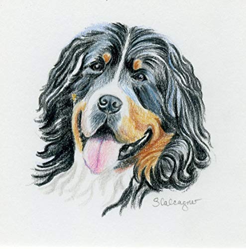 494x500 Bernese Mountain Dog Colored Pencil Drawing Handmade - Bernese Mountain Dog Sketch