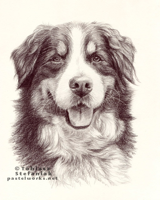512x640 Tag Bernese Mountain Dog Pet Portraits Amp Animal Art - Bernese Mountain Dog Sketch
