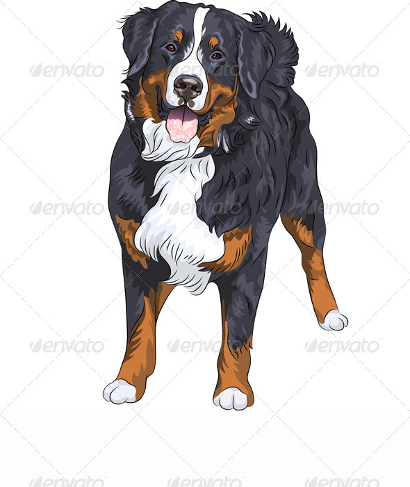 590x700 Vector Dog Breed Bernese Mountain Dog Smiling By Kavalenkava - Bernese Mountain Dog Sketch