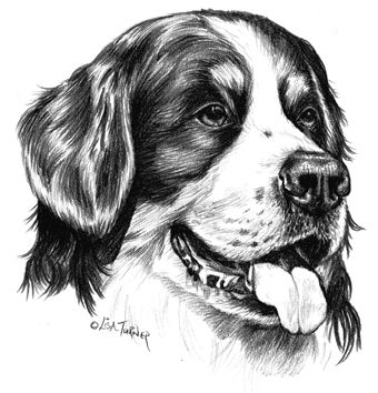 340x354 Pencil Drawings Of Bernese Mountain Dog - Bernese Mountain Dog Sketch