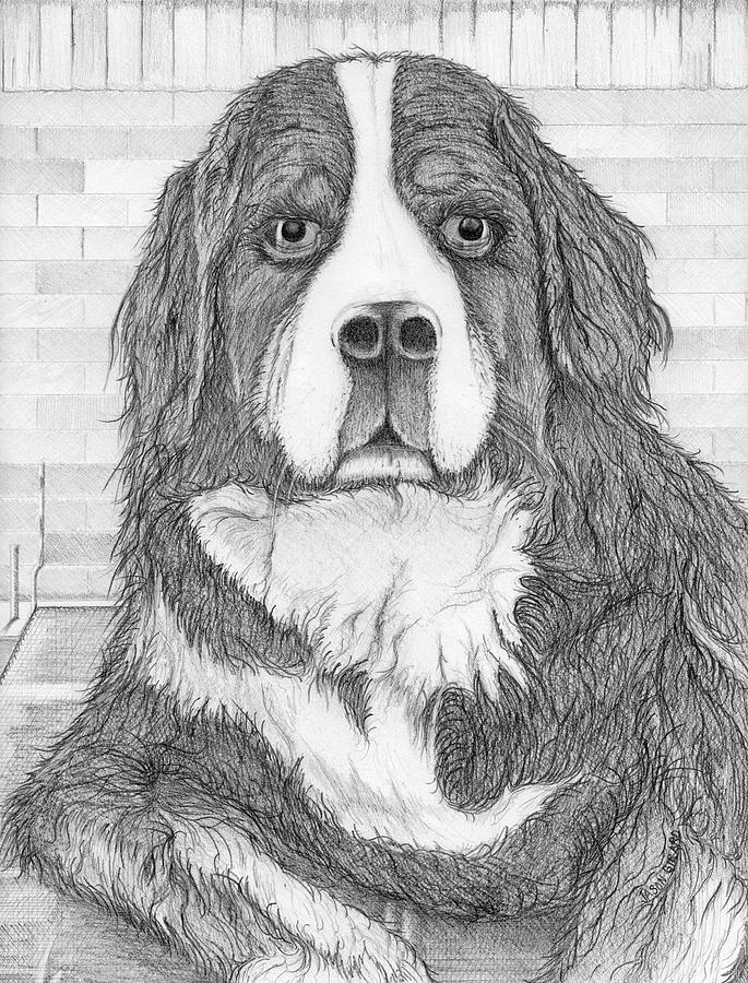 685x900 Bernese Mountain Dog Drawing By Jason Girard - Bernese Mountain Dog Sketch