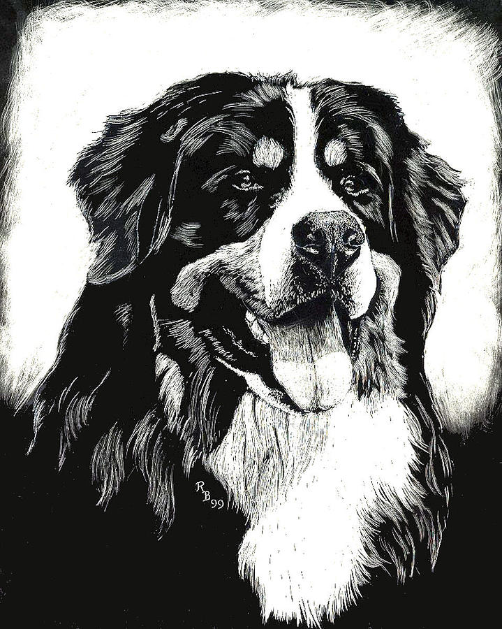 719x900 Bernese Mountain Dog Drawing By Rachel Hames - Bernese Mountain Dog Sketch