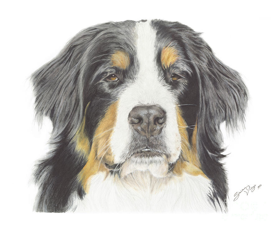 900x743 Bernese Mountain Dog Drawings Fine Art America - Bernese Mountain Dog Sketch