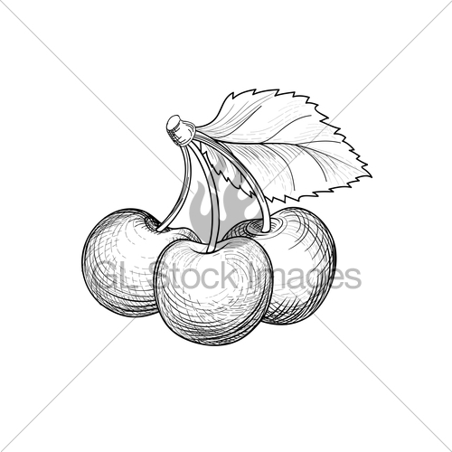 500x500 Cherry Branch. Hand Drawn Berry. Fesh Fruit Retro Sketch Gl - Berry Sketch