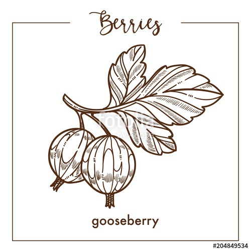 500x500 Gooseberry On Branch With Leaves Monochrome Berry Sketch Stock - Berry Sketch