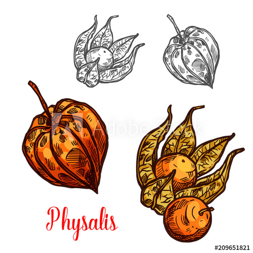 500x500 Physalis Fruit Or Ground Cherry Berry Sketch - Berry Sketch