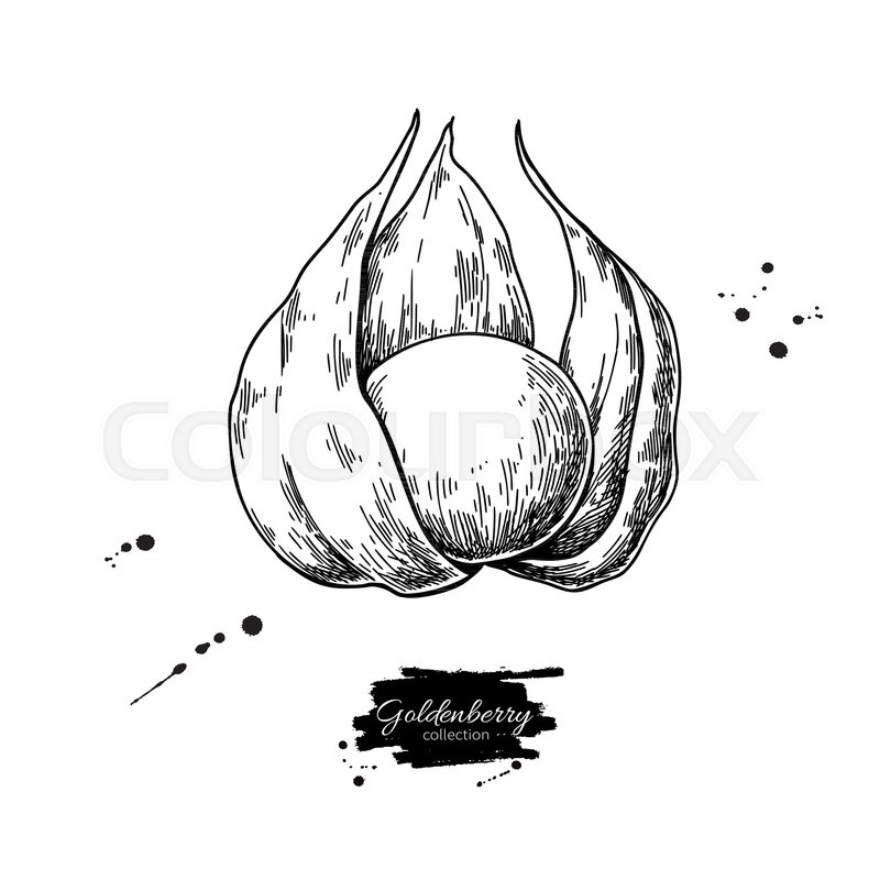 800x800 Physalis Fruit Vector Drawing. Golden Berry Sketch. Vintage - Berry Sketch